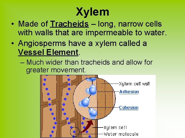 Xylem • Made of Tracheids – long, narrow cells with walls that are impermeable