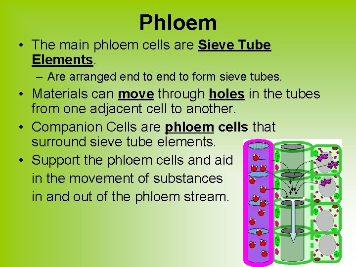 Phloem • The main phloem cells are Sieve Tube Elements. – Are arranged end