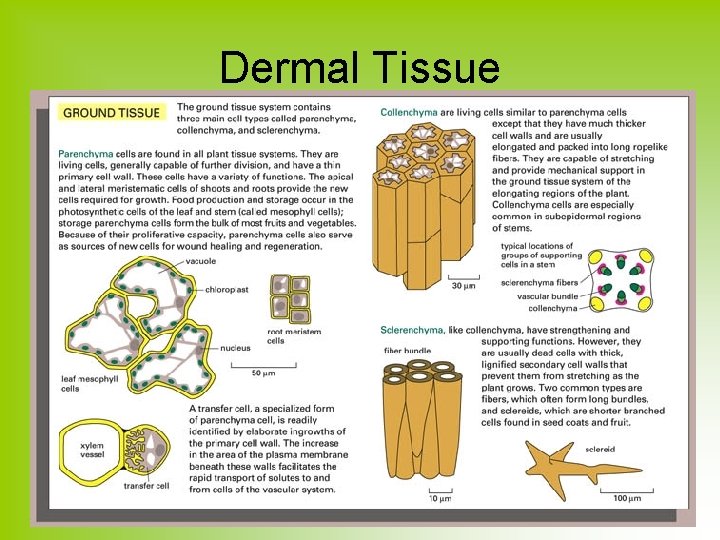 Dermal Tissue 