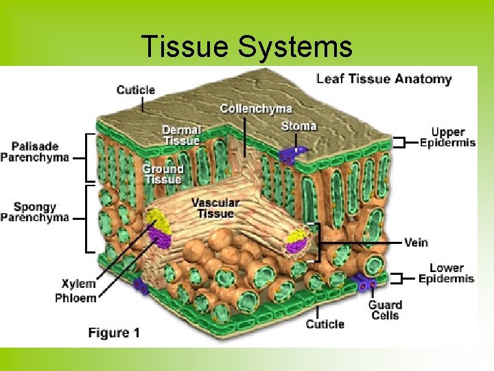 Tissue Systems 