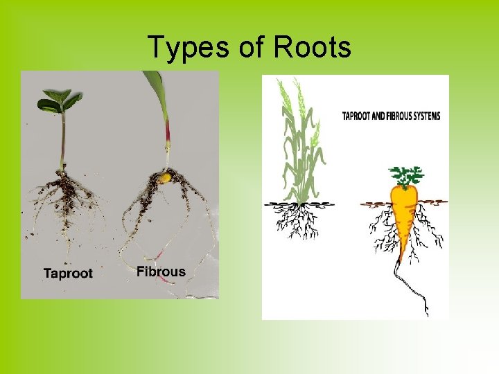 Types of Roots 