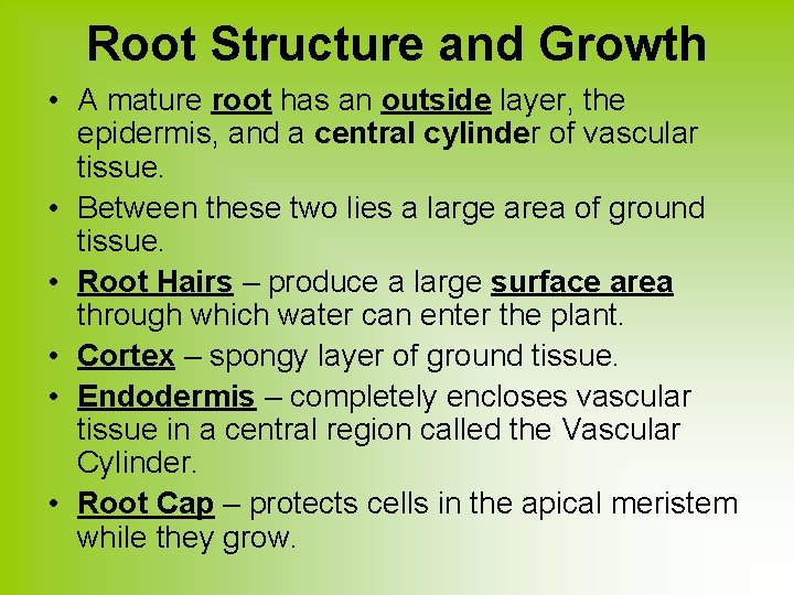 Root Structure and Growth • A mature root has an outside layer, the epidermis,