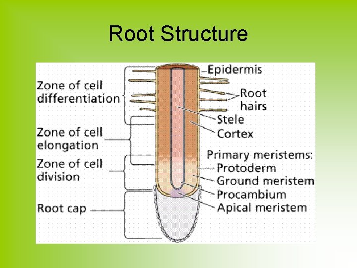 Root Structure 