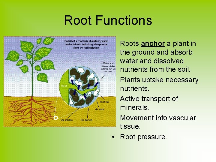 Root Functions • Roots anchor a plant in the ground absorb water and dissolved