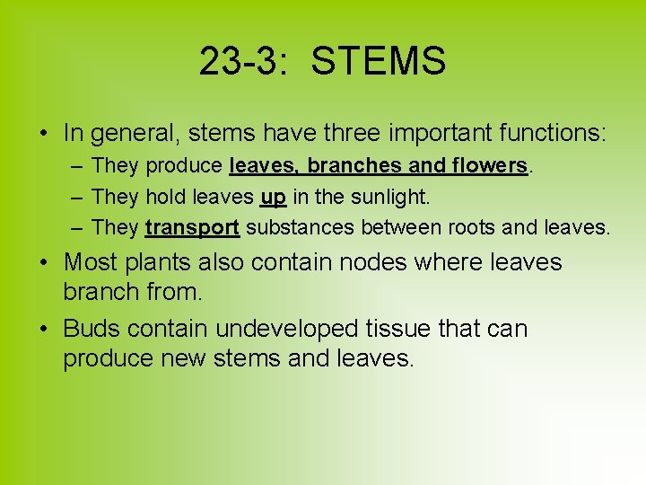 23 -3: STEMS • In general, stems have three important functions: – They produce