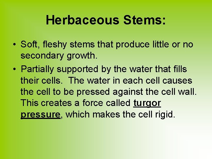 Herbaceous Stems: • Soft, fleshy stems that produce little or no secondary growth. •