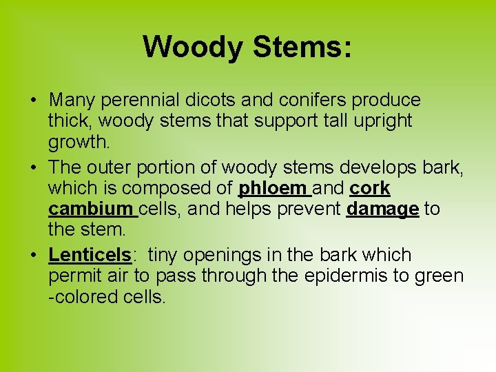 Woody Stems: • Many perennial dicots and conifers produce thick, woody stems that support