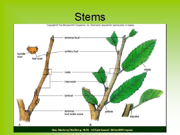 Stems 