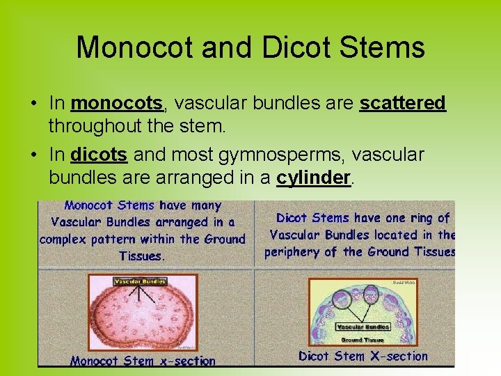 Monocot and Dicot Stems • In monocots, vascular bundles are scattered throughout the stem.