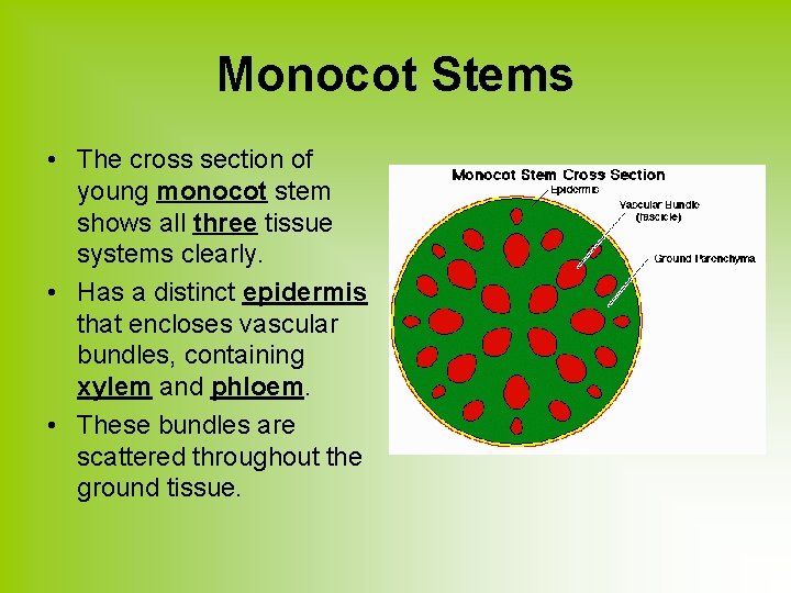 Monocot Stems • The cross section of young monocot stem shows all three tissue