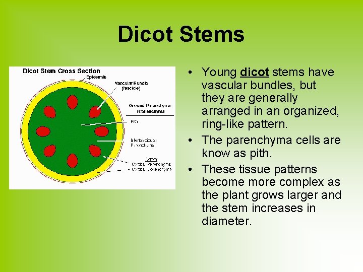 Dicot Stems • Young dicot stems have vascular bundles, but they are generally arranged