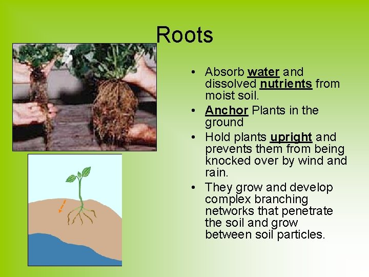 Roots • Absorb water and dissolved nutrients from moist soil. • Anchor Plants in