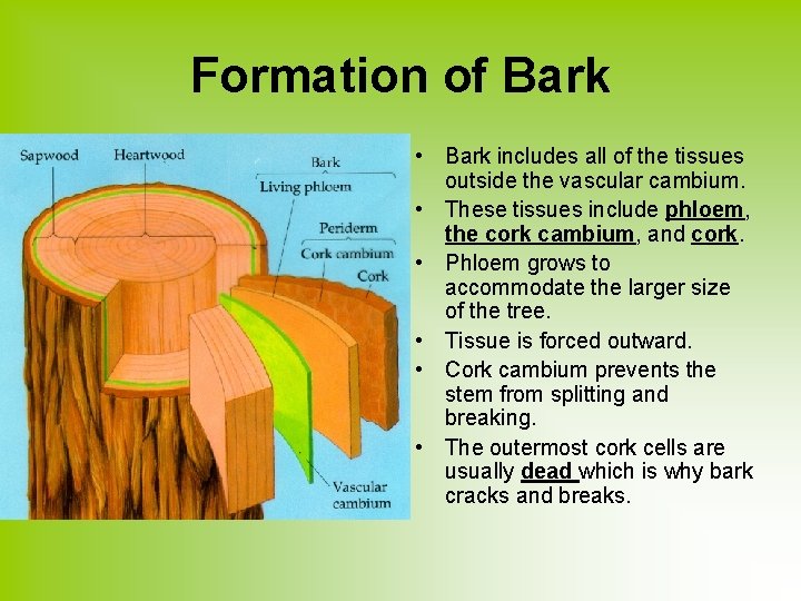 Formation of Bark • Bark includes all of the tissues outside the vascular cambium.