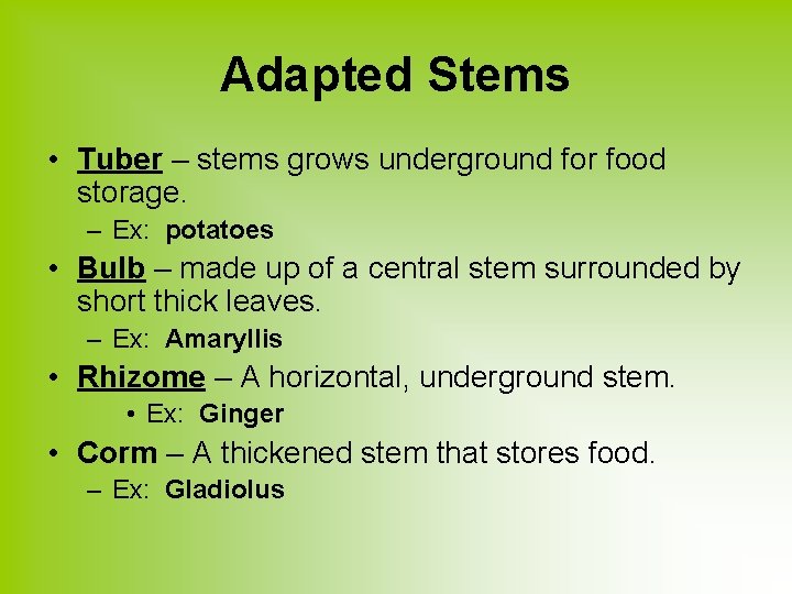 Adapted Stems • Tuber – stems grows underground for food storage. – Ex: potatoes