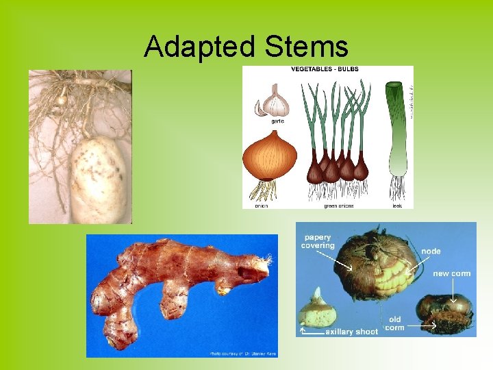 Adapted Stems 