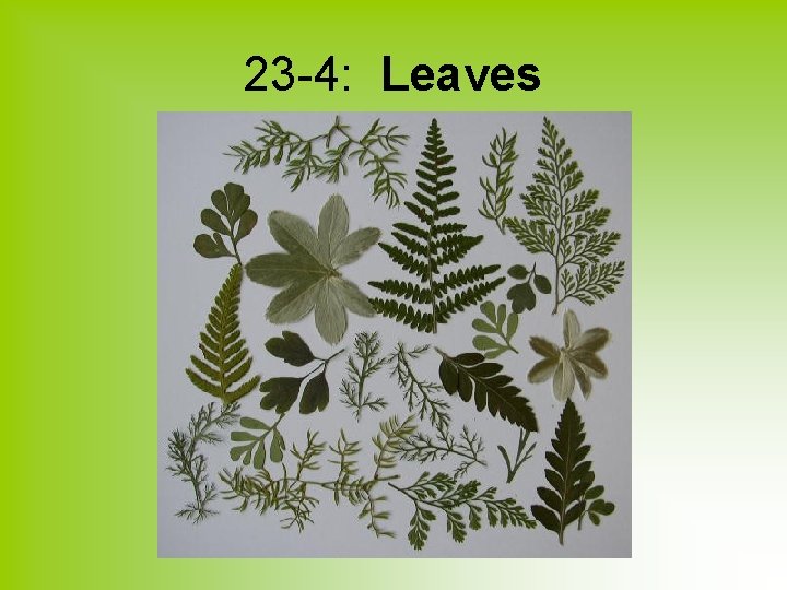 23 -4: Leaves 