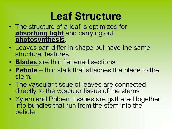 Leaf Structure • The structure of a leaf is optimized for absorbing light and