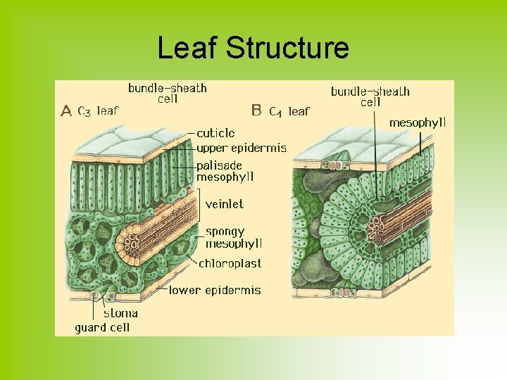 Leaf Structure 