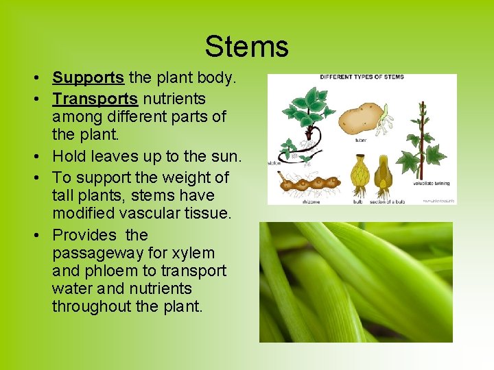 Stems • Supports the plant body. • Transports nutrients among different parts of the