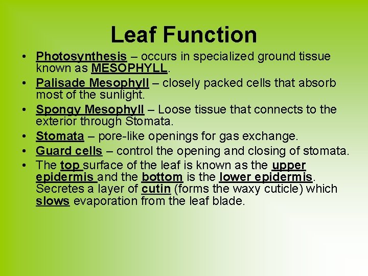 Leaf Function • Photosynthesis – occurs in specialized ground tissue known as MESOPHYLL. •
