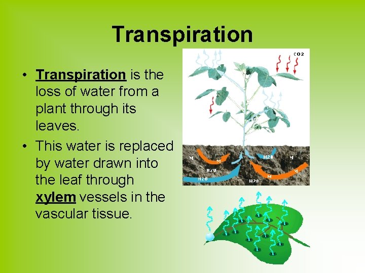 Transpiration • Transpiration is the loss of water from a plant through its leaves.