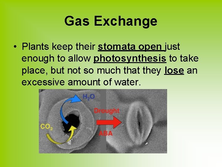 Gas Exchange • Plants keep their stomata open just enough to allow photosynthesis to