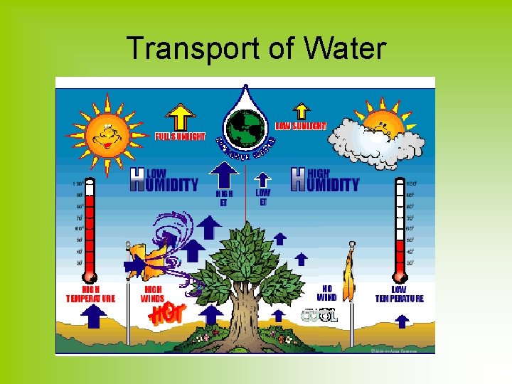 Transport of Water 