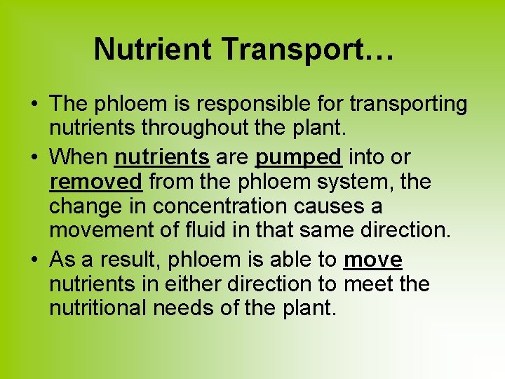 Nutrient Transport… • The phloem is responsible for transporting nutrients throughout the plant. •