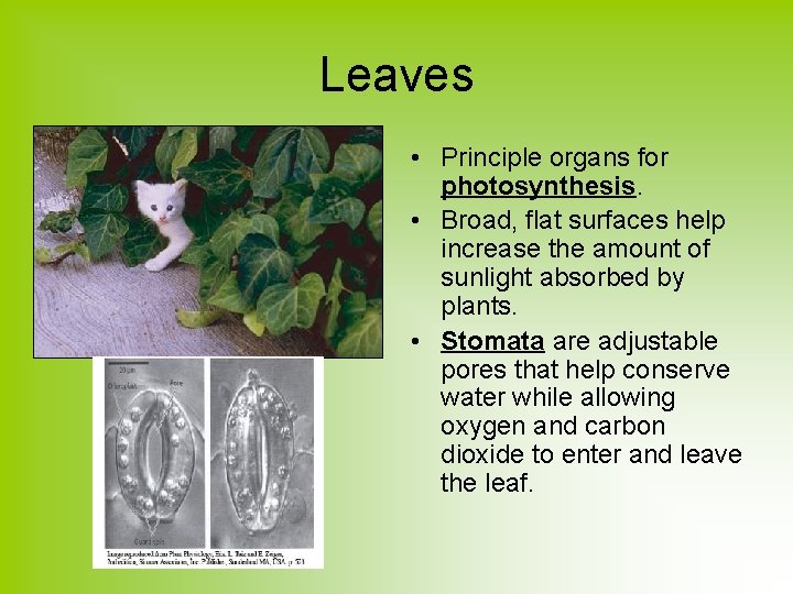 Leaves • Principle organs for photosynthesis. • Broad, flat surfaces help increase the amount