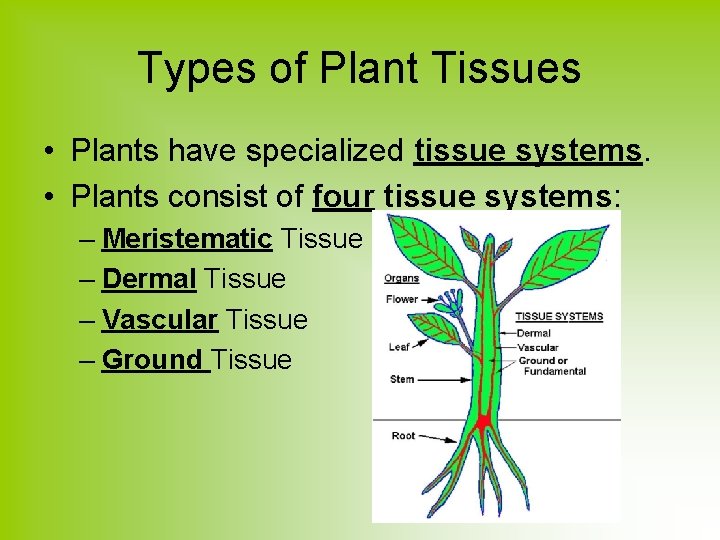Types of Plant Tissues • Plants have specialized tissue systems. • Plants consist of