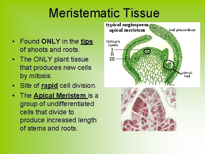 Meristematic Tissue • Found ONLY in the tips of shoots and roots. • The