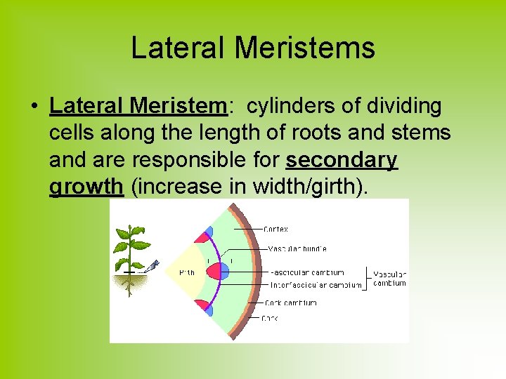 Lateral Meristems • Lateral Meristem: cylinders of dividing cells along the length of roots