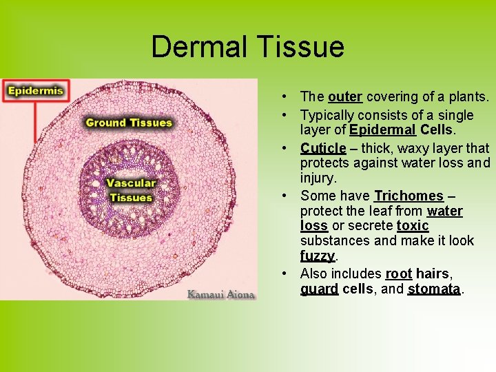 Dermal Tissue • The outer covering of a plants. • Typically consists of a