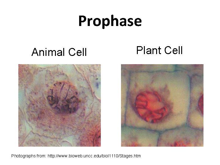 Prophase Animal Cell Plant Cell Photographs from: http: //www. bioweb. uncc. edu/biol 1110/Stages. htm