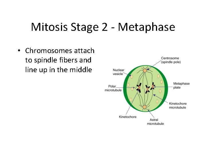 Mitosis Stage 2 - Metaphase • Chromosomes attach to spindle fibers and line up