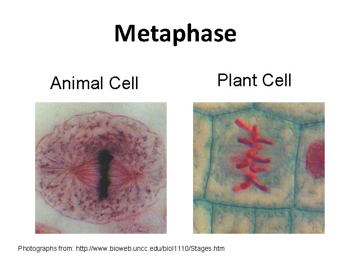 Metaphase Animal Cell Plant Cell Photographs from: http: //www. bioweb. uncc. edu/biol 1110/Stages. htm