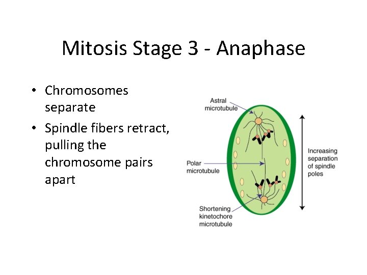 Mitosis Stage 3 - Anaphase • Chromosomes separate • Spindle fibers retract, pulling the