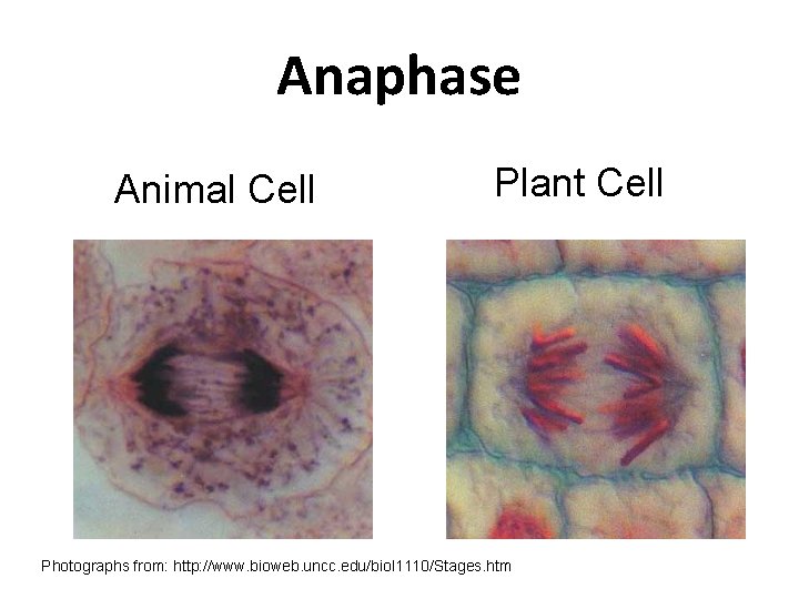 Anaphase Animal Cell Plant Cell Photographs from: http: //www. bioweb. uncc. edu/biol 1110/Stages. htm