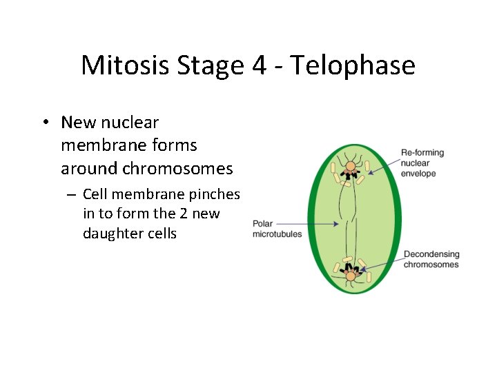 Mitosis Stage 4 - Telophase • New nuclear membrane forms around chromosomes – Cell