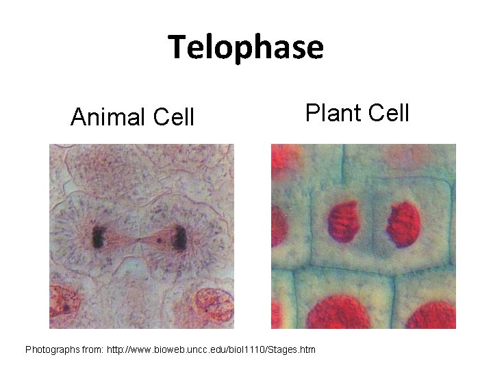 Telophase Animal Cell Plant Cell Photographs from: http: //www. bioweb. uncc. edu/biol 1110/Stages. htm