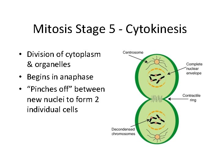 Mitosis Stage 5 - Cytokinesis • Division of cytoplasm & organelles • Begins in