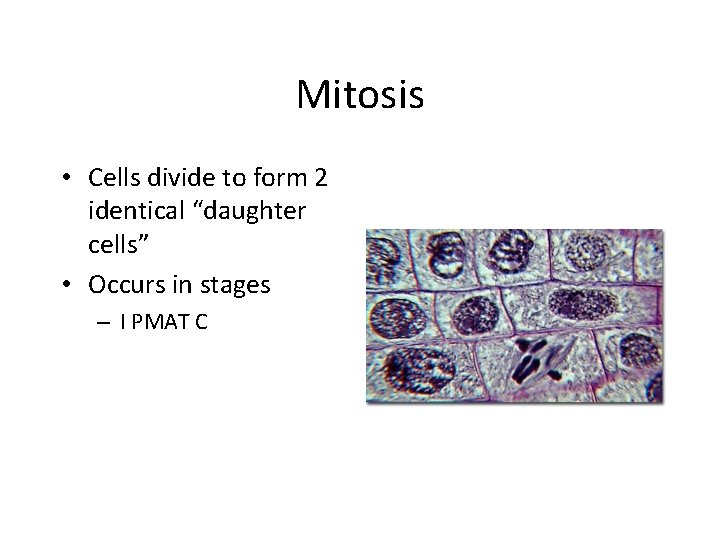 Mitosis • Cells divide to form 2 identical “daughter cells” • Occurs in stages