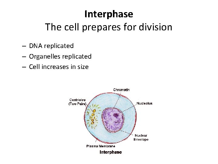 Interphase The cell prepares for division – DNA replicated – Organelles replicated – Cell