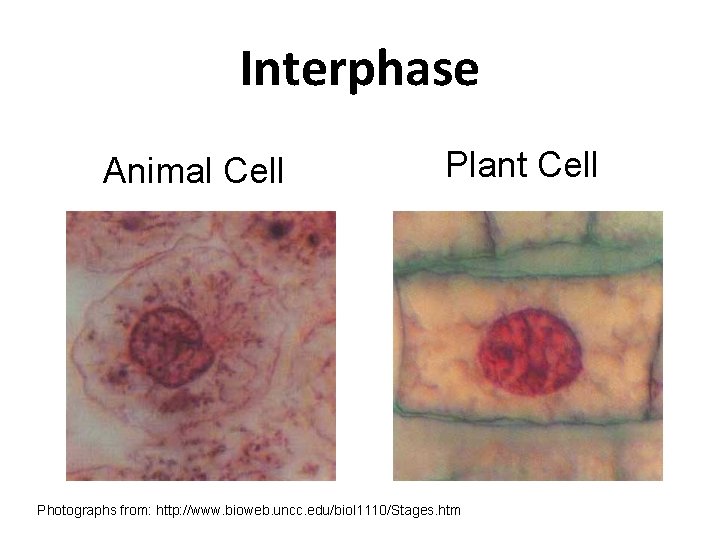 Interphase Animal Cell Plant Cell Photographs from: http: //www. bioweb. uncc. edu/biol 1110/Stages. htm