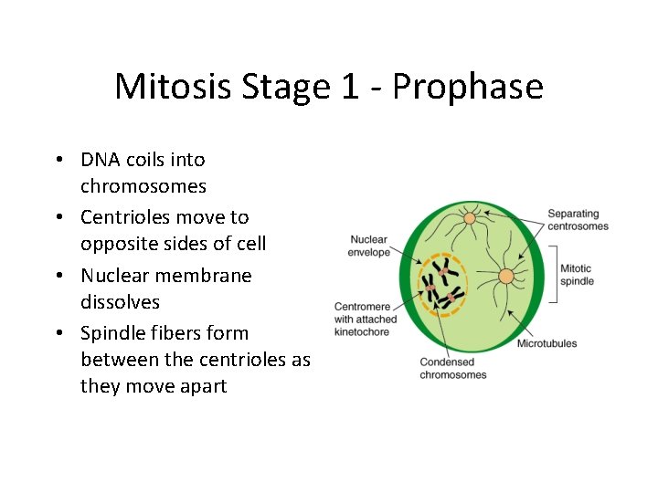 Mitosis Stage 1 - Prophase • DNA coils into chromosomes • Centrioles move to