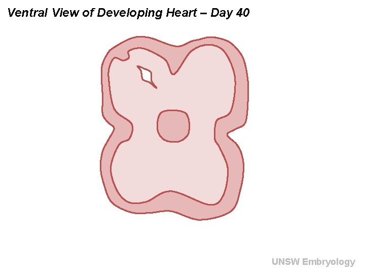 Ventral View of Developing Heart – Day 40 UNSW Embryology 