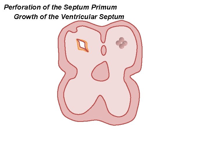 Perforation of the Septum Primum Growth of the Ventricular Septum 
