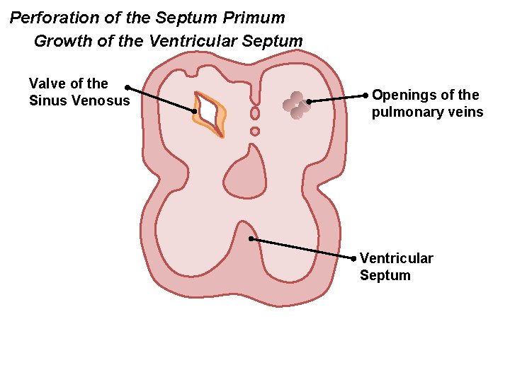 Perforation of the Septum Primum Growth of the Ventricular Septum Valve of the Sinus