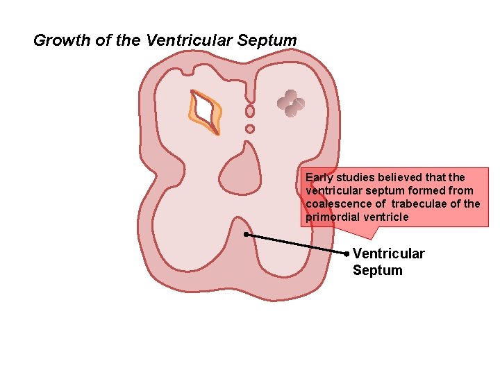 Growth of the Ventricular Septum Early studies believed that the ventricular septum formed from