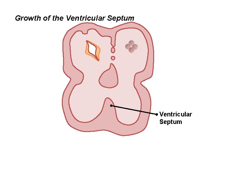 Growth of the Ventricular Septum 